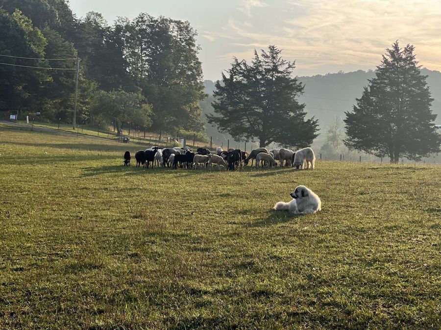 Sheep and a guardian dog on the farm