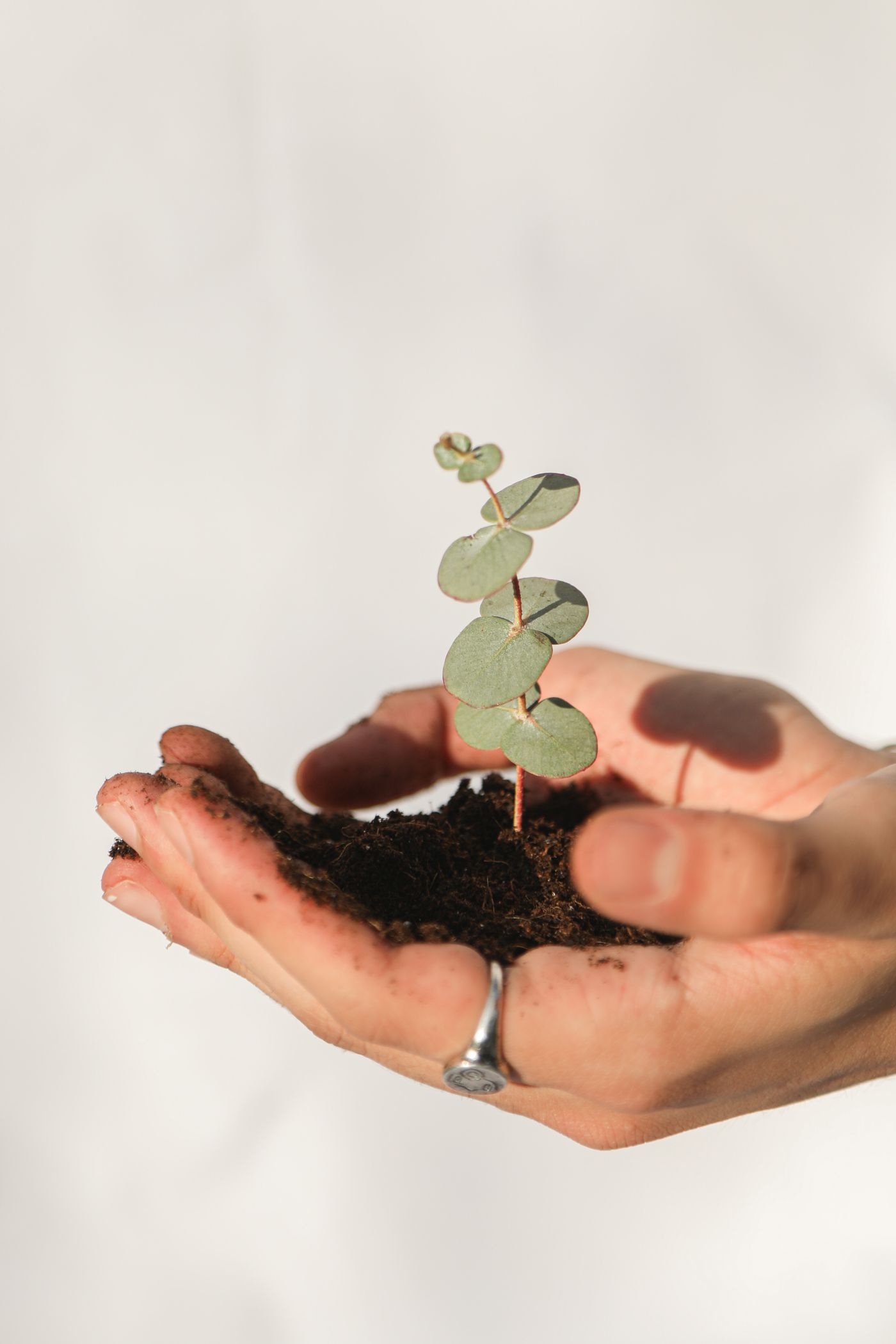 Hands holding soil with a seedling